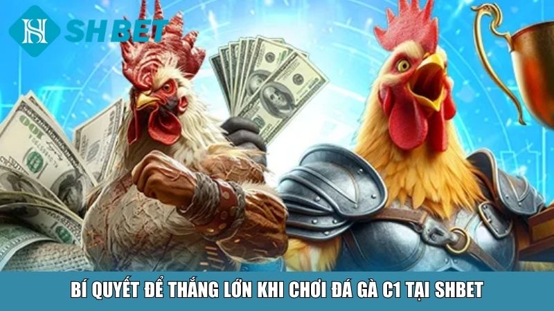 Đá Gà C1 Tại SHBET – Sân Chơi Đỉnh Cao Cho Người Đam Mê 4 Bí quyết để thắng lớn khi chơi đá gà C1 tại SHBET