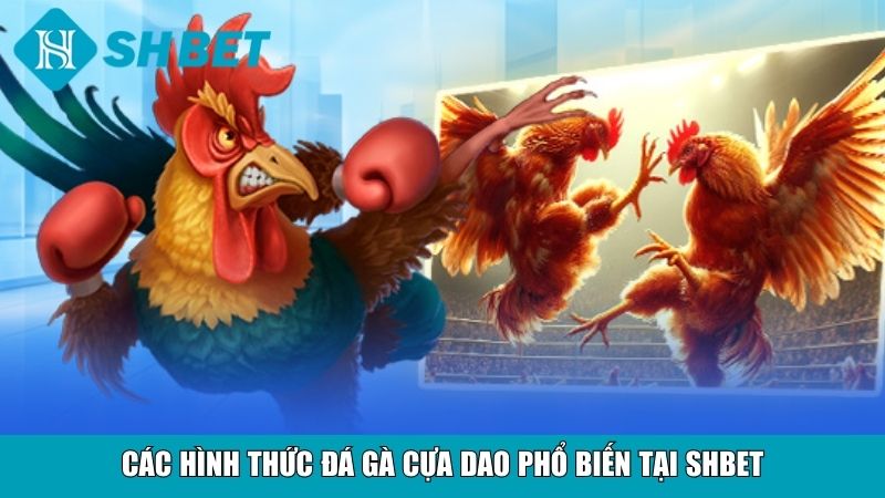 Đá Gà Cựa Dao SHBET – Trải Nghiệm Cá Cược Trực Tuyến Đỉnh Cao 3 Các hình thức đá gà cựa dao phổ biến tại SHBET
