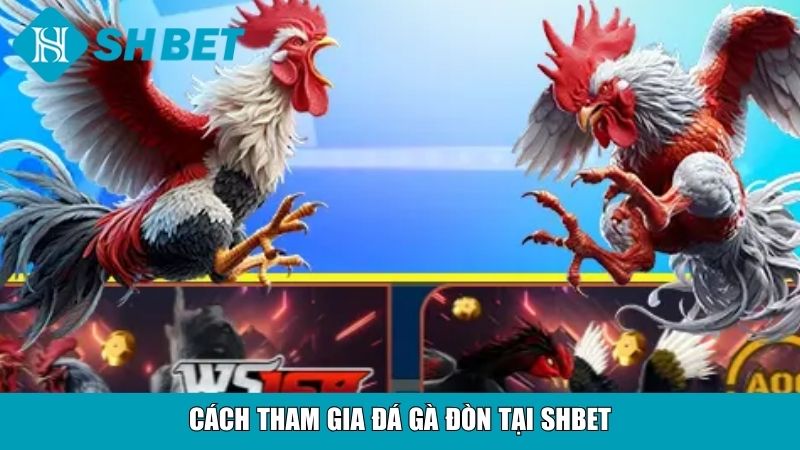 Đá Gà Đòn Tại SHBET – Trải Nghiệm Cá Cược Kịch Tính 3 Cách tham gia đá gà đòn tại SHBET
