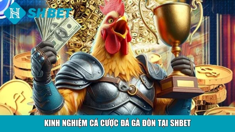 Đá Gà Đòn Tại SHBET – Trải Nghiệm Cá Cược Kịch Tính 4 Kinh nghiệm cá cược đá gà đòn tại SHBET