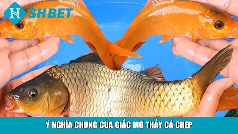 Giải Mã Giấc Mơ Thấy Cá Chép Và Ý Nghĩa Tài Lộc 2 Ý nghĩa chung của giấc mơ thấy cá chép